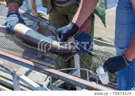 A fish farm worker collects sperm from sturgeon using special equipment to produce caviar A fish farm worker collects sperm from sturgeon using special equipment to produce caviar 70878324