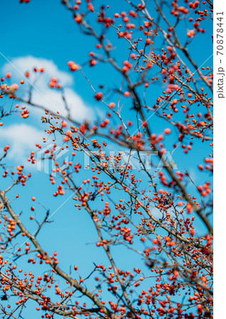 Vertical fall autumn nature background with berries and leaves. Autumn background with natural elements, Vertical photo. Selective focus Vertical fall autumn nature background with berries and leaves. Autumn background with natural elements, Vertical photo. Selective focus 70878441