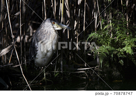 枯れたアシの茂る池に潜むゴイサギ 70878747