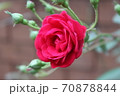 Roses, Mae Kampong, Chiang Mai 70878844