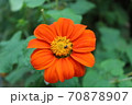 Flowers and Insects at Mae Kampong, Chiang Mai, Thailand 70878907