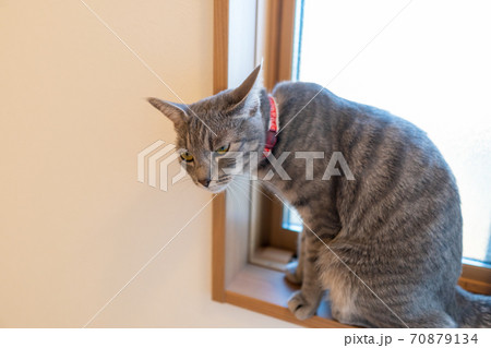 猫 ネコ ねこ キジトラ 白 グレー 子猫 雌 メス 雌ねこ 雌ネコ 雌猫 元気 かわいい 癒し 70879134