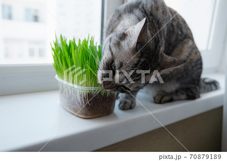 Close-up of a beautiful grey cat eating fresh green grass. 70879189