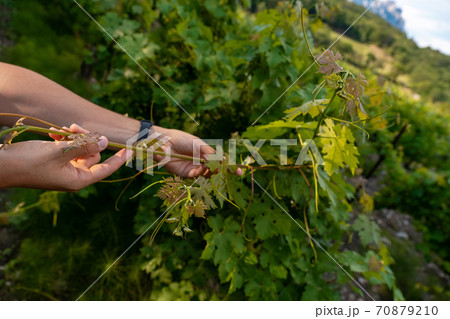 Close up of the hands of a vintner or grape farmer inspecting the grape harvest. 70879210