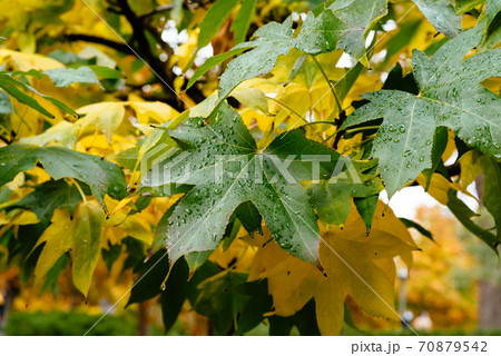 Background of multicolored leaves in morning light 70879542