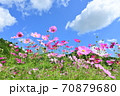 青空とコスモス 70879680