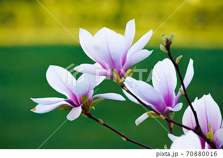 pink magnolia on the green background. beautiful nature background in springtime. bright sunny day pink magnolia on the green background. beautiful nature background in springtime. bright sunny day 70880016