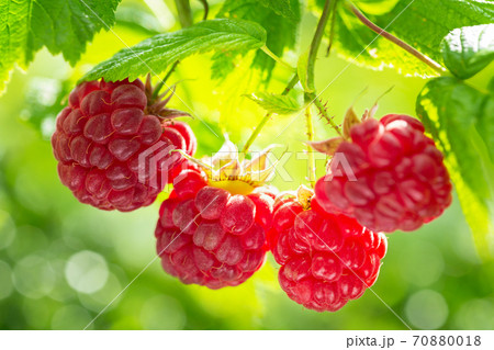 branch of ripe raspberries in a garden branch of ripe raspberries in a garden 70880018