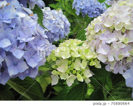 色付き始めた淡い紫色の紫陽花 70880664