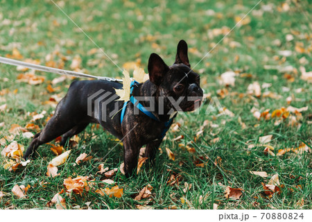 Cute French bulldog outdoors in the Park in autumn 70880824