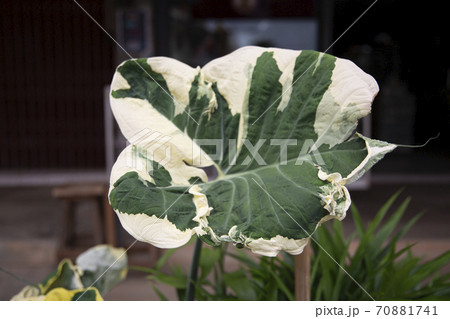 monstera botanical plant in the garden 70881741