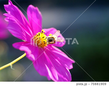日差しを受けた赤いコスモスと花粉まみれのミツバチの写真素材