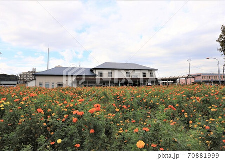 久里浜駅とマリーゴールド 70881999