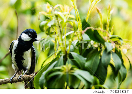 木の枝に止まるシジュウカラ 木の枝に止まるシジュウカラ 70882357