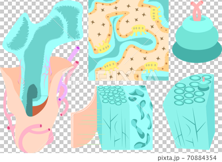 骨・長骨　構造 70884354