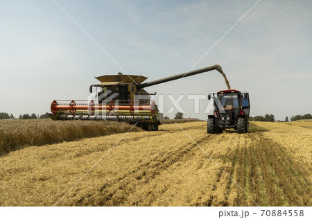 Combine harvester agriculture machine harvesting golden ripe wheat field. Harvester combine harvesting wheat and pouring it into tractor trailer during wheat harvest on sunny summer day. 70884558