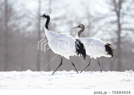 タンチョウ 野鳥 北海道 釧路市 タンチョウ 野鳥 北海道 釧路市 70884938