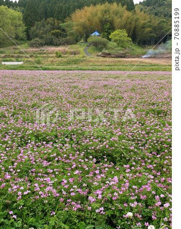 熊本の田園風景　和水町のレンゲ畑 70885199