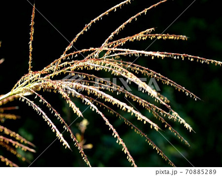 ススキの花のクローズアップ 木漏れ日を浴びた筆山のススキ の写真素材 7052 ススキの花のクローズアップ 木漏れ日を浴びた筆山のススキ の写真素材 7052