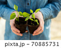 Woman farmer is holding tomato seedlings in her hands for planting. Planting seedlings in the spring in the ground. 70885731