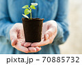 Woman farmer is holding tomato seedlings in her hands for planting. Planting seedlings in the spring in the ground. 70885732