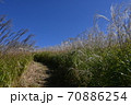 岩湧山のススキ（カヤ） 70886254