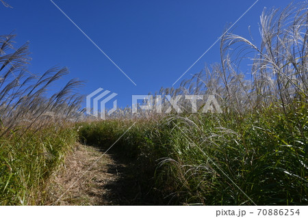 岩湧山のススキ(カヤ) 岩湧山のススキ(カヤ) 70886254
