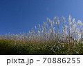 岩湧山のススキ（カヤ） 70886255