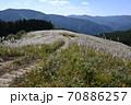 岩湧山のススキ（カヤ） 70886257
