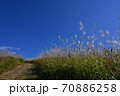 岩湧山のススキ（カヤ） 70886258