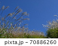 岩湧山のススキ（カヤ） 70886260