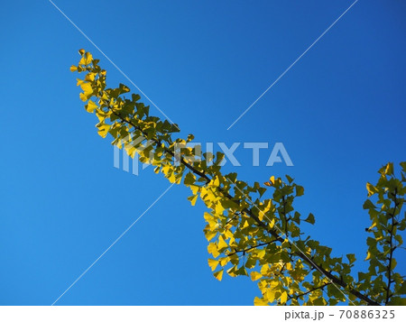 黄葉するイチョウ 70886325