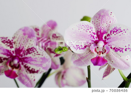 White with purple dots orchid flower 70886486