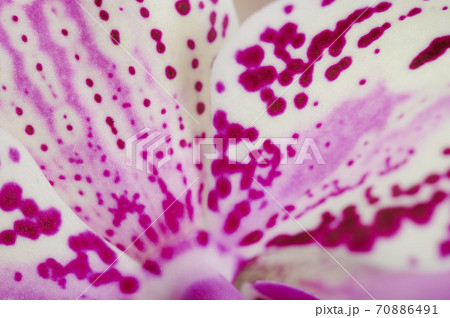 Pink flower leaf background 70886491