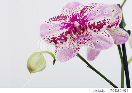 Branch of orchid flower 70886492
