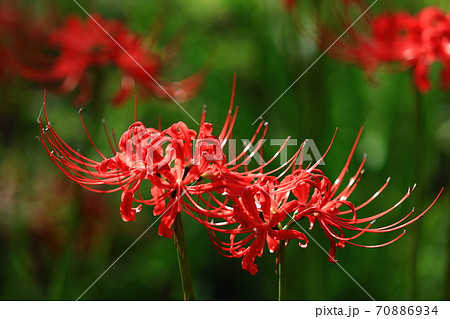 秋の花ヒガン花 赤い花の写真素材
