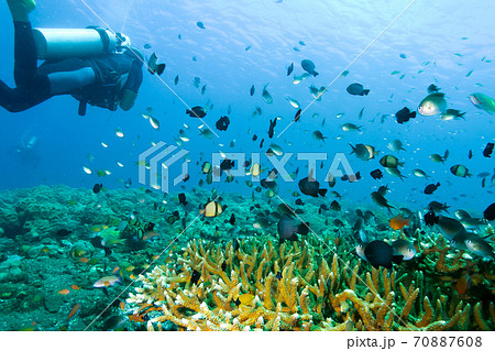 ダイビングのイメージ 南の海で泳ぐダイバーとサンゴ礁と熱帯魚の写真素材