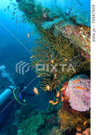 ダイビングのイメージ 南の海で泳ぐダイバーとサンゴ礁と熱帯魚の写真素材