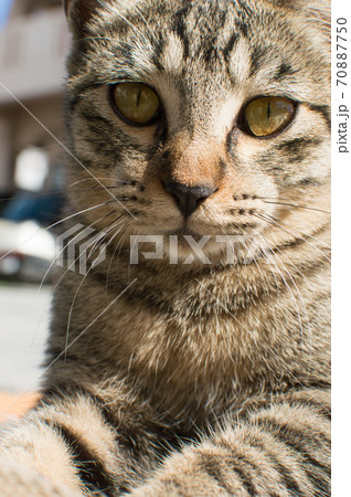 こちらをじっと見つめるキジトラ模様の猫の写真素材