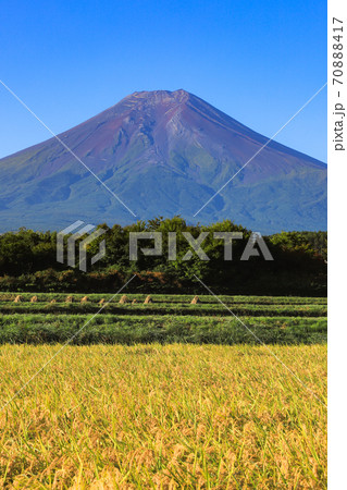 稲穂と富士山　富士吉田市の農村公園 70888417