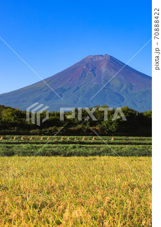 稲穂と富士山 富士吉田市の農村公園 稲穂と富士山 富士吉田市の農村公園 70888422