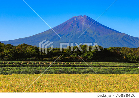 稲穂と富士山 富士吉田市の農村公園 稲穂と富士山 富士吉田市の農村公園 70888426
