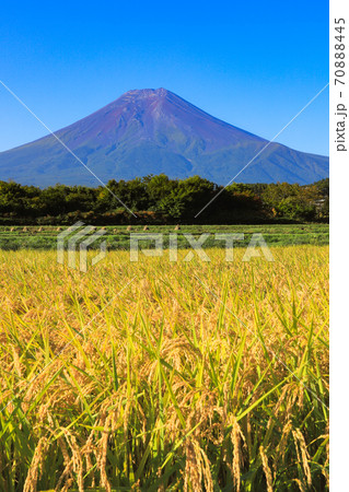 稲穂と富士山 富士吉田市の農村公園 稲穂と富士山 富士吉田市の農村公園 70888445