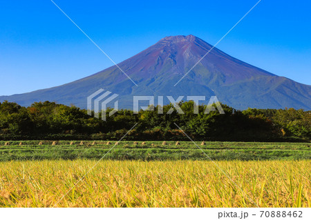 稲穂と富士山　富士吉田市の農村公園 70888462