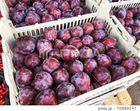 Group of ripe and fresh plum at farmers market. Food shop with vegetables. Mobile photo 70888547
