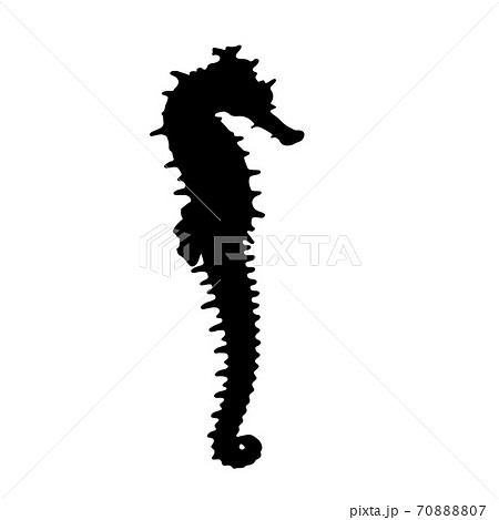 Seahorse icon black silhouette isolated on white background, vector eps 10 Seahorse icon black silhouette isolated on white background, vector eps 10 70888807