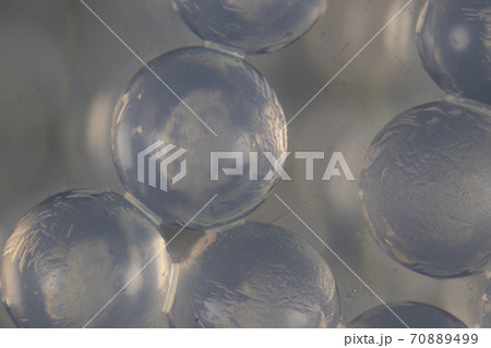 Sodium alginate (soft focus and have Grain/Noise ) is a cell wall component of marine brown algae under the microscope for education in Laboratory. Sodium alginate (soft focus and have Grain/Noise ) is a cell wall component of marine brown algae under the microscope for education in Laboratory. 70889499