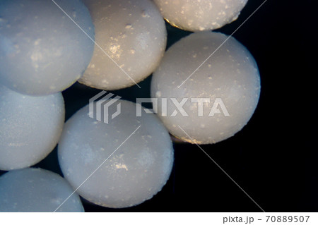 Sodium alginate (soft focus and have Grain/Noise ) is a cell wall component of marine brown algae under the microscope for education in Laboratory. 70889507