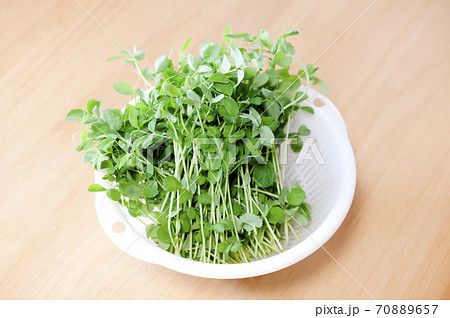 豆苗の再収穫 豆苗の再収穫 70889657