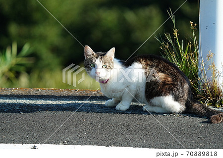 野良猫のテリトリーに飼い猫キジトラ白が知らずに立ち入りビクビクしながら辺りを見回すの写真素材 7018